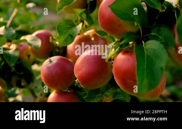 Apple harvest on a tree in an orchard. Selective focus. Nature Stock ...