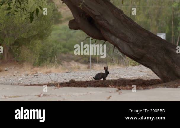A curious black rabbit is joyfully exploring an urban landscape that ...