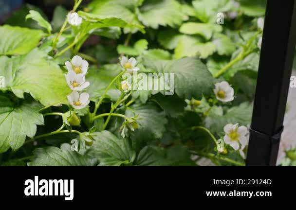 No people close up shot of blooming strawberry plants growing in ...