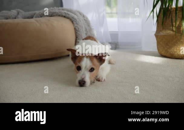 A Jack Russell Terrier rests near a window indoors, bathed in natural ...