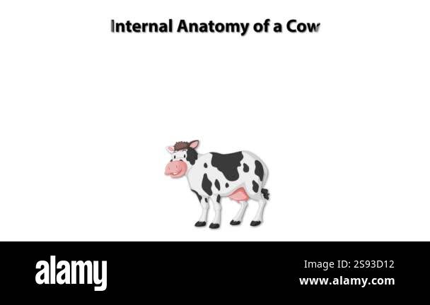 Anatomy cow organs Stock Videos & Footage - HD and 4K Video Clips - Alamy