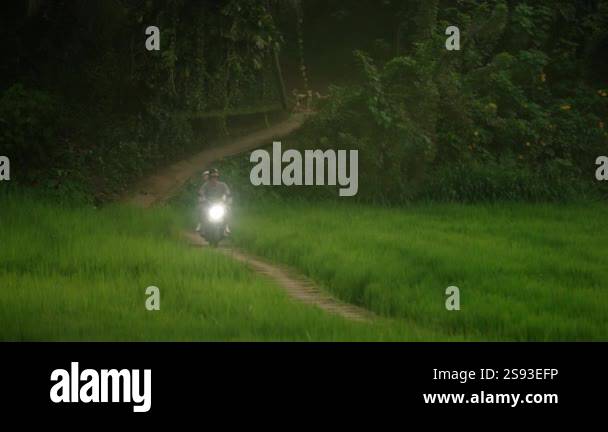Couple ride motorbike in rice field plantation. Two lovers on honeymoon ...