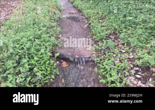 Small stream of water with dry fallen leaves passing at the surface, as ...