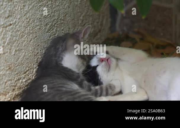 Two small cats in a quiet yard lovingly wash each other, showing ...