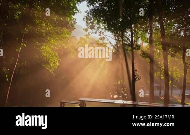 Golden sunlight streams through a dense forest canopy, casting dramatic ...