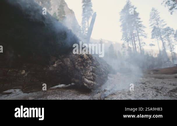 A striking and poignant view of a charred forest landscape, with smoke ...