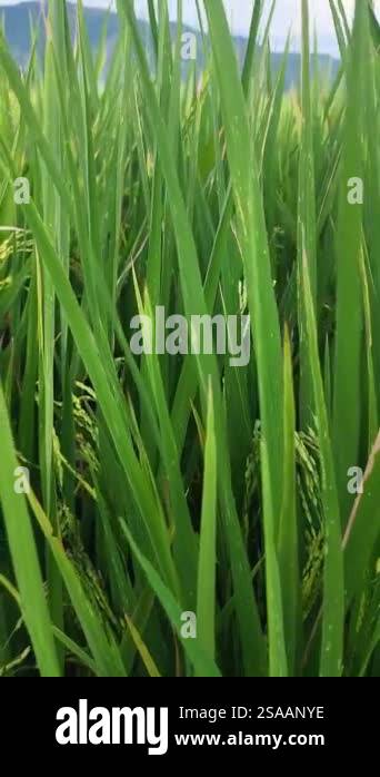 Very fertile rice fields in the interior of Sumatra which are food ...
