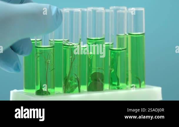 Biotechnology lab. Plant sprout in a test tube. Scientific laboratory ...