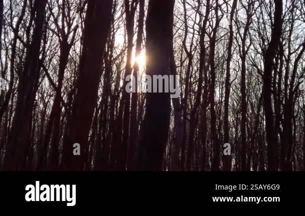 Golden sun rays pierce through the dense canopy of autumn foliage ...