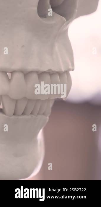 Dentistry Side view of human artificial jaw bone or mandible model on ...