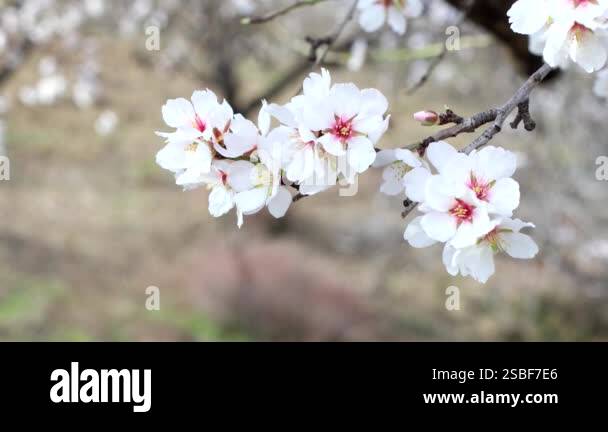 Beautiful Spring Flowers In The Garden Stock Video Footage Alamy beautiful-spring-flowers-in-the-garden-stock-video-footage-alamy