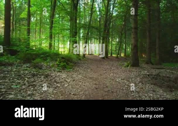 Serene forest path is surrounded by towering trees and illuminated by ...