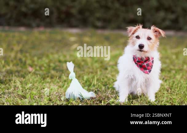 Owner picking up her sitting dog's excrement in a poop bag in the grass ...