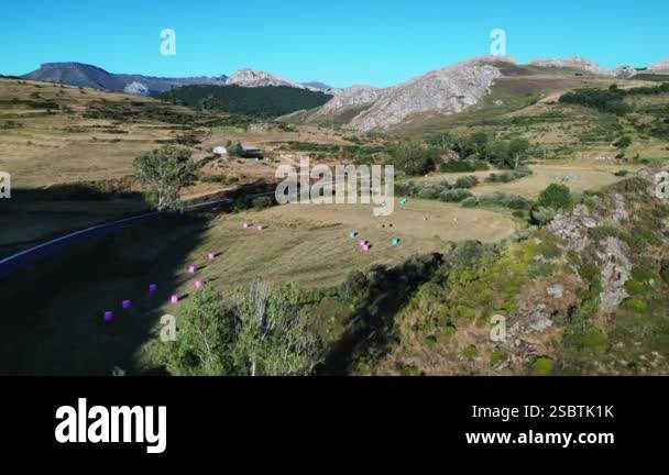Aerial view of colorful round hay bales drying in a field, with ...