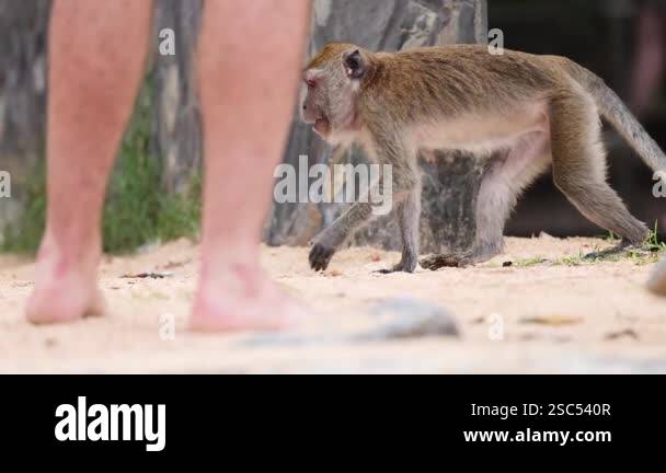 Monkey explores among tourists on sandy beach Stock Video Footage - Alamy