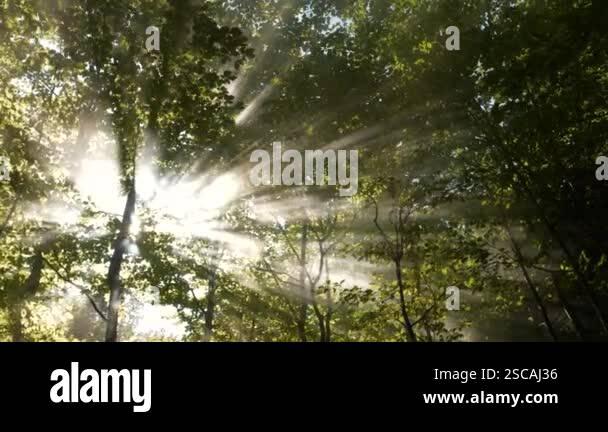 LENS FLARE: Rays of sunlight break through lush beech canopy, casting ...