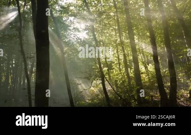 LENS FLARE: Gentle sunbeams filter through thick canopy of green beech ...