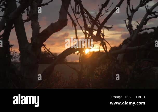Old gnarled Tree with spider's web silhouetted against sunset at a ...
