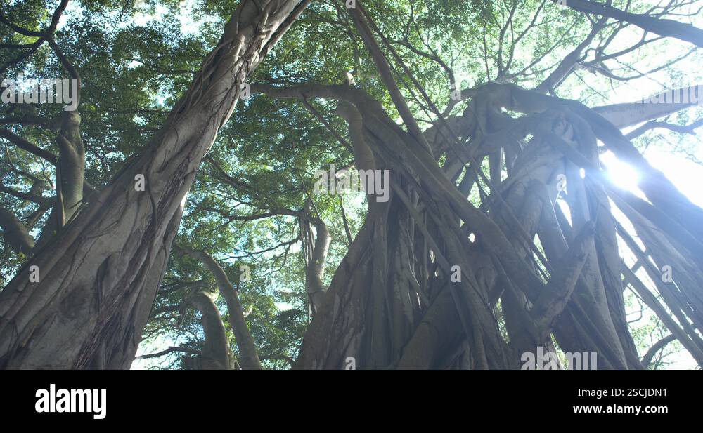 Track Left Vari Angle Banyan Tree Forest Looking at Canopy Huge ...