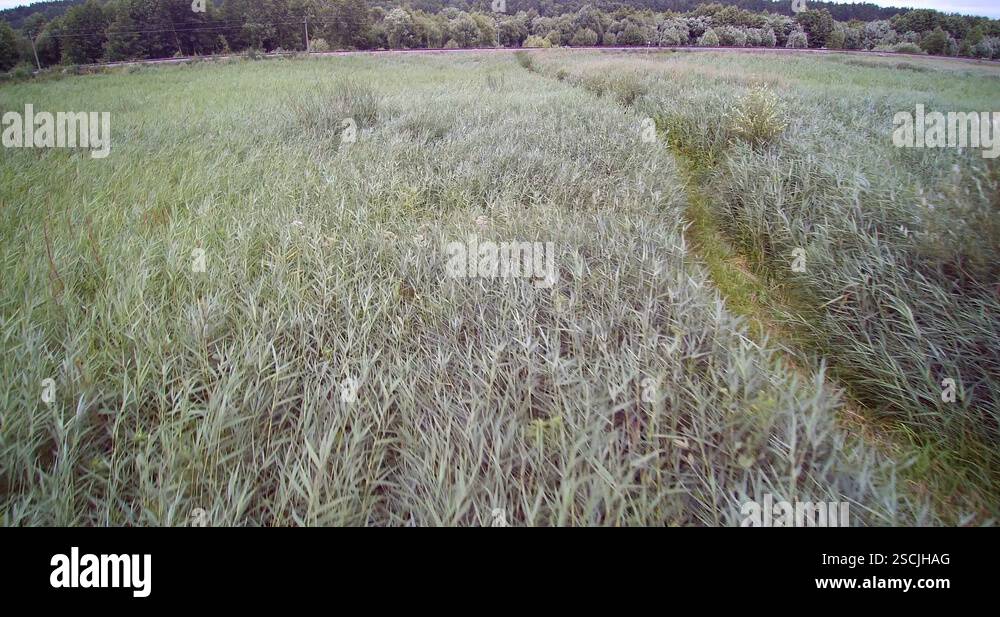 Aerial drone view of cane reed field and narrow path wooden bridge in ...