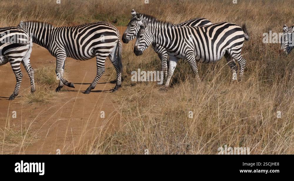 Grant's Zebra, equus burchelli boehmi, Herd at Nairobi Park in Kenya ...