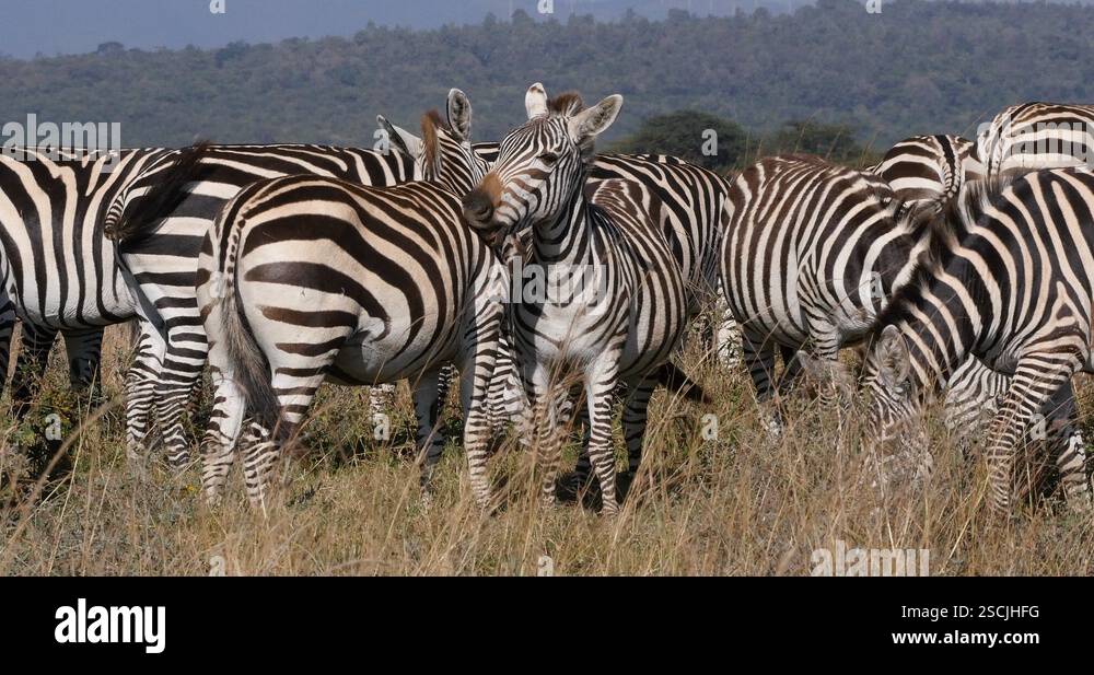 Grant s Zebra Equus Burchelli Boehmi Herd At Nairobi Park In Kenya 