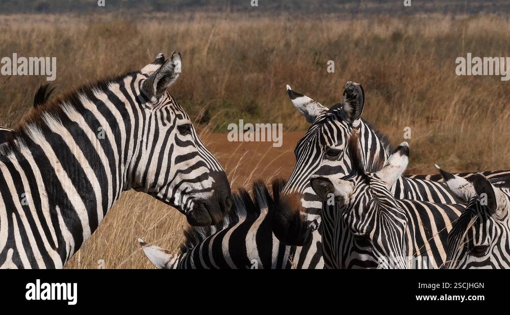 Grant's Zebra, equus burchelli boehmi, Herd at Nairobi Park in Kenya ...