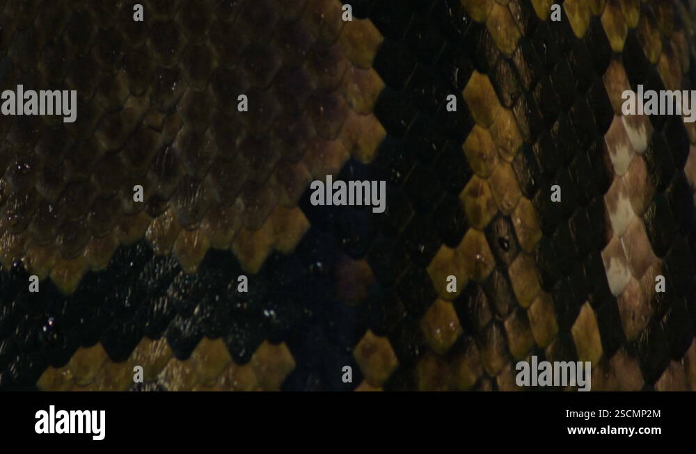 Scales of squamous reticulated python snake crawling in a terrarium ...