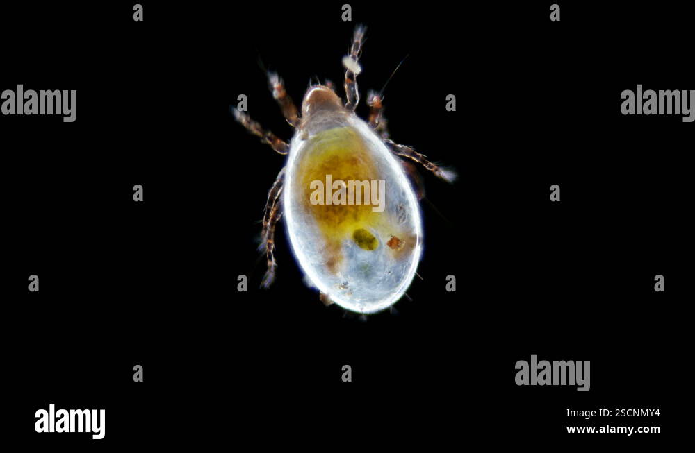 mite (Acari), under the microscope, possibly of the Acaridae family ...