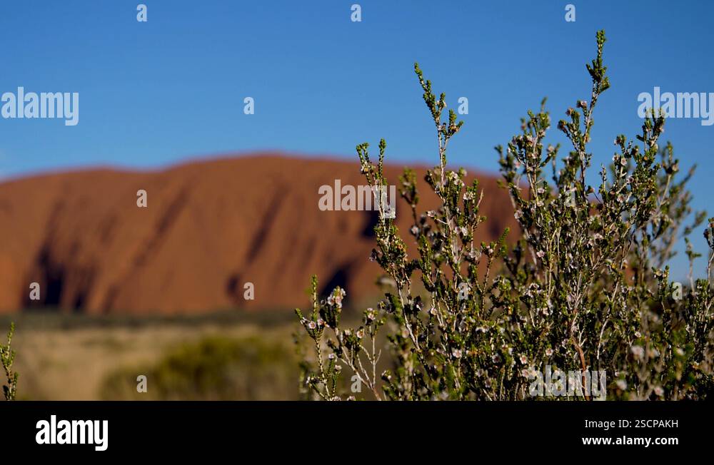 Uluru Insects 4K, close-up of a bush with insects with Mount Uluru out of focus in ...