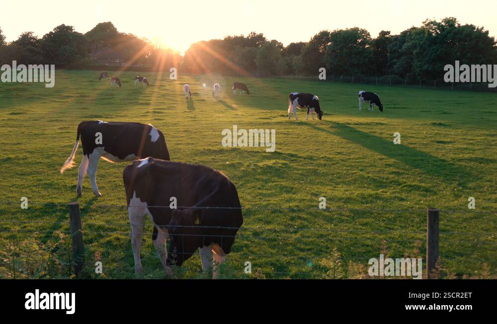 Friesian cows grazing, eating grass in a field on a farm at sunset or ...