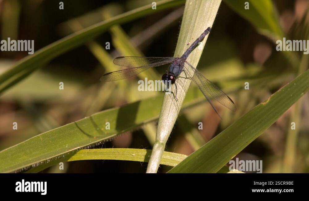 Shot of beuatiful blue dragonfly perched on a blade of grass above a ...