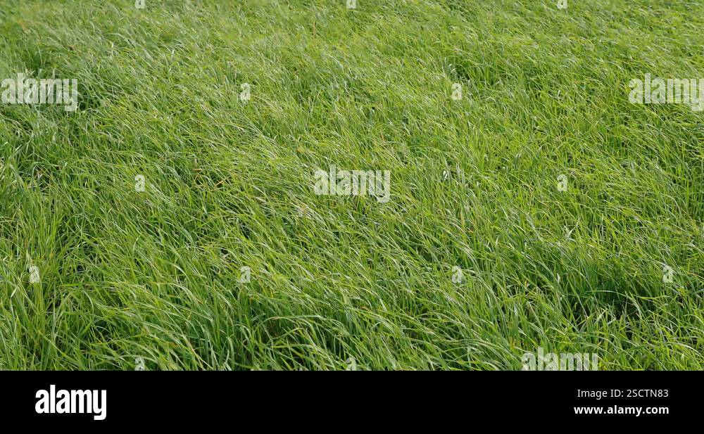 The Wind Rustles wind rustles the green grass in the daytime video 4k Stock Video ...