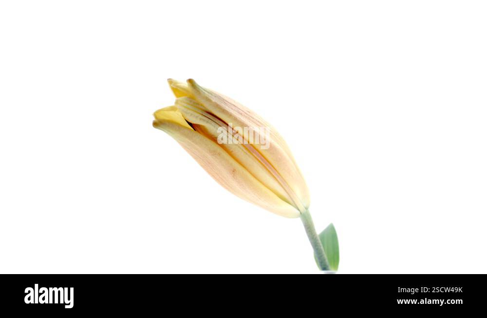 lily-beautiful-yellow-lily-flower-bud-opening-over-white-background