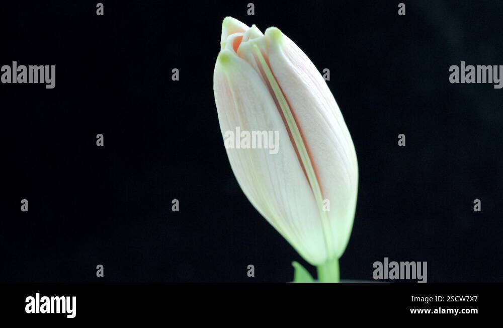 lily-beautiful-pink-lily-flower-bud-opening-over-black-background