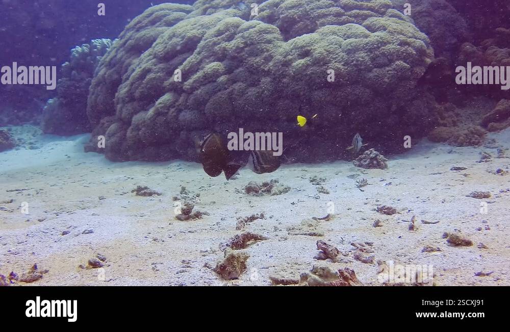 Coral reef, different types of tropical fish hunt near the reef. Red ...