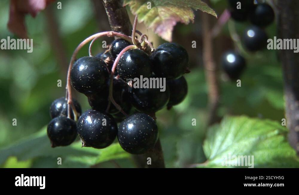 Black current bush and berries close up Stock Video Footage - Alamy