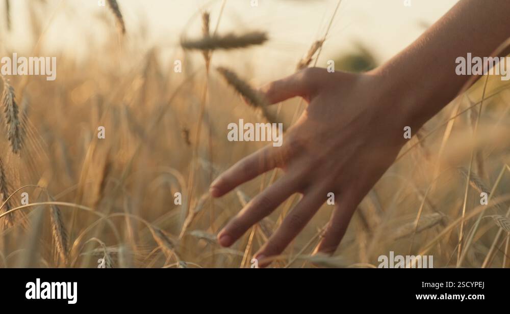 Male hand touching a golden wheat ear in the wheat field. Young man's ...