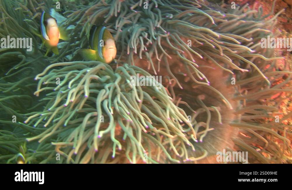 Heteractis Sebae Clark's Anemone fish (Amphiprion Clarkii) in a Sebae Anemone ...