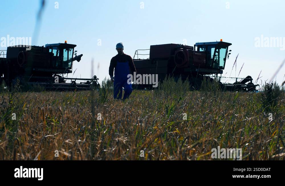 Agrotechnician is walking along the rye field Stock Video Footage - Alamy