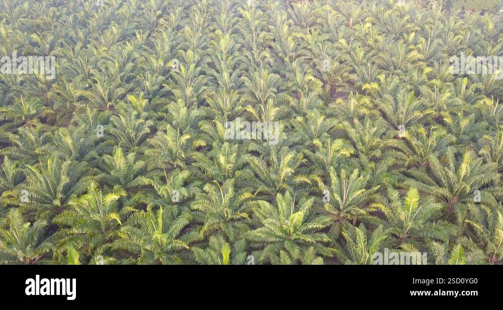 4K Aerial footage of Palm Tree Plantation in South East Asia Stock ...