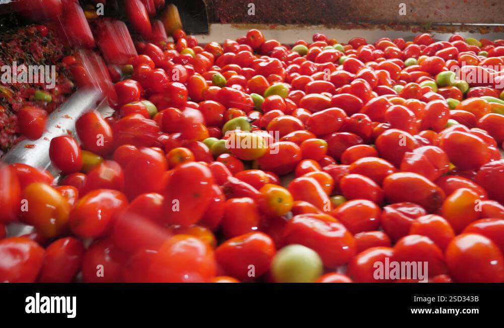 Many ripe tomatoes falling on a conveyor stripe in a tomato processing ...