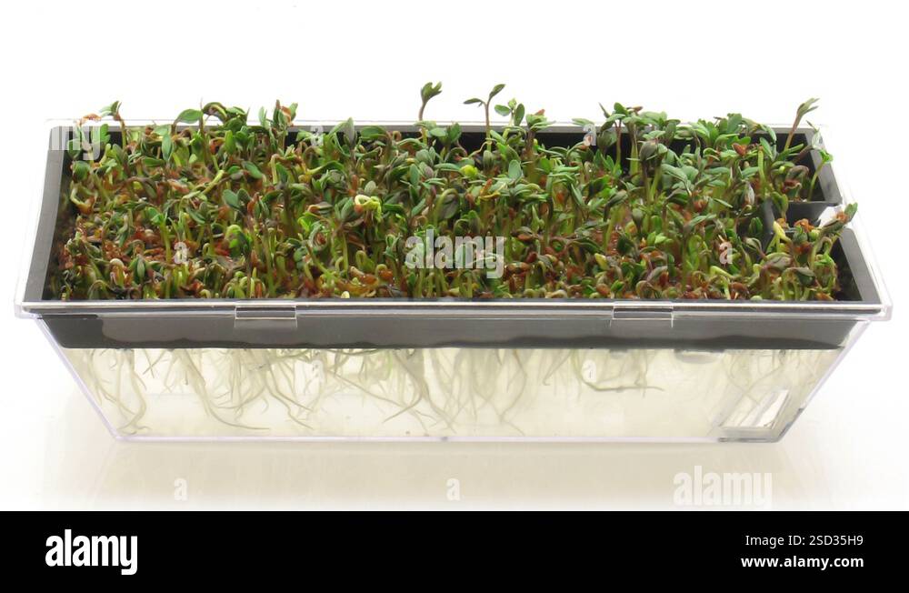 Time-lapse of growing and molding cress seeds in germination box 7 ...