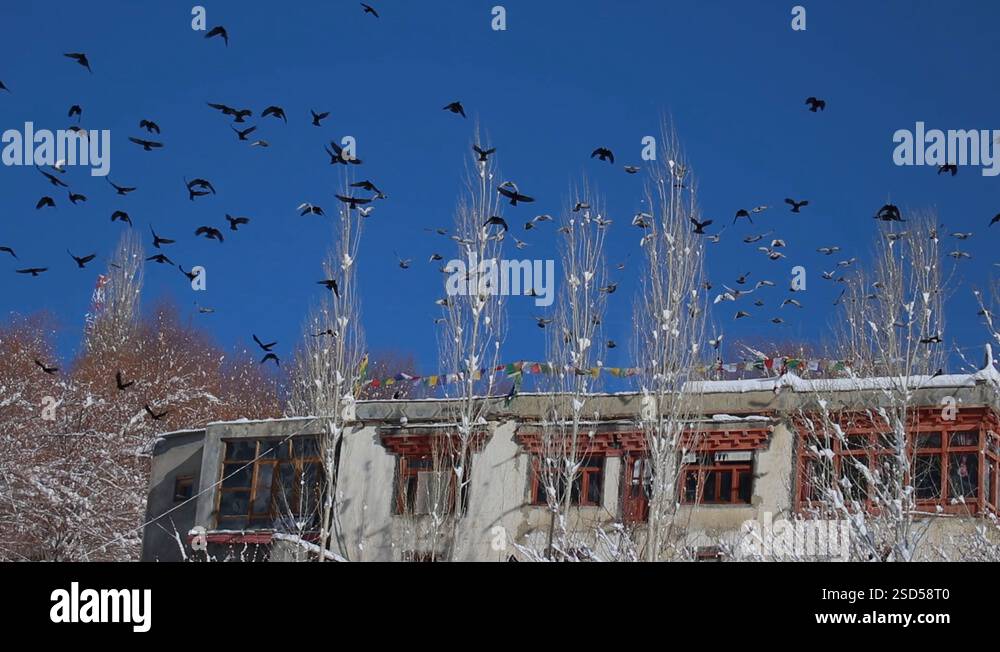 birds flying over the roof of a traditional house in ladakh Stock Video ...