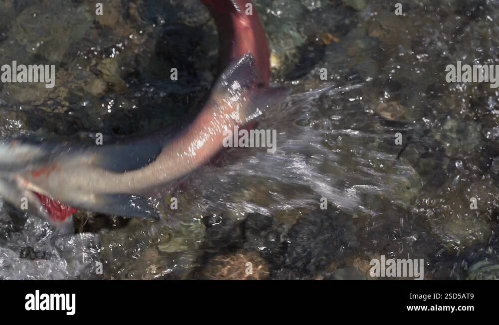 Wild red salmon fish Sockeye Salmon Oncorhynchus nerka swimming in ...