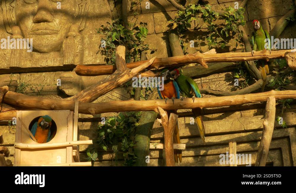 Picture Idea: Ungraded Macaws Sit On Perches In Zoo Against Stone Background