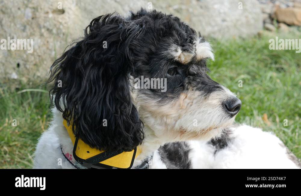 A young cockapoo puppy wearing a training shock collar on her neck ...