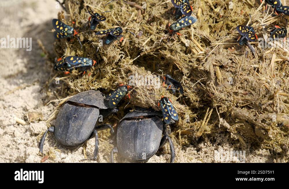 Namibian Dung Beetles Crouching And Digging In Dung Stock Video Footage ...