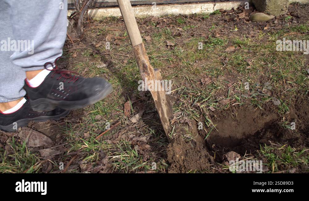 The man digs a trench, the man digs the ground with a shovel Stock ...