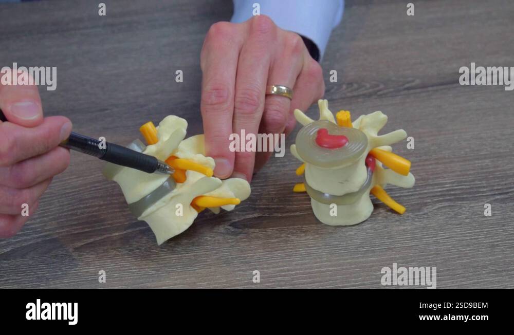 Medical Doctor Points to and Explains Bone, Tissue, Blood Vessels using ...